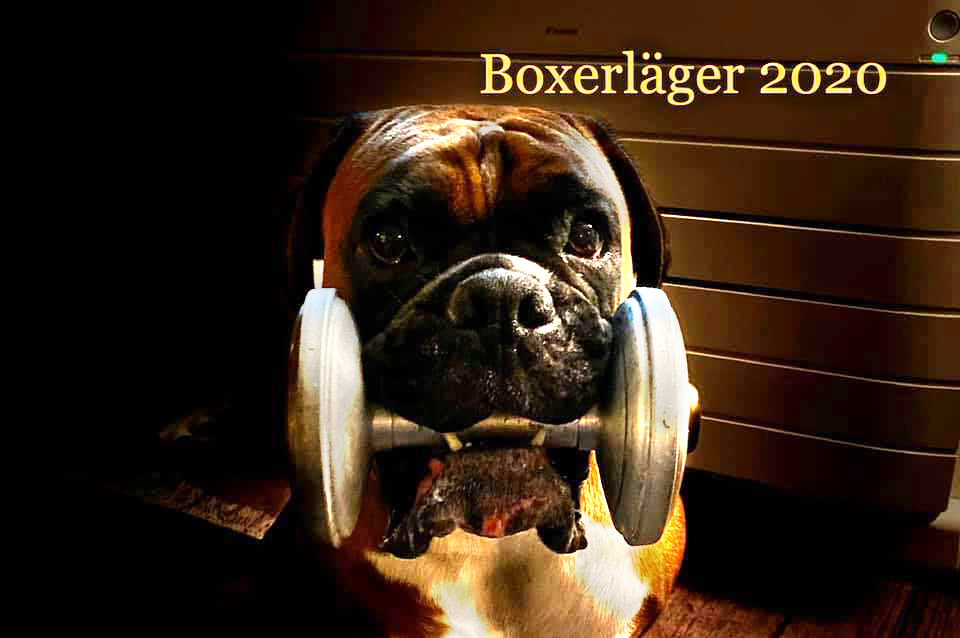 boxerlagerTungapport2020