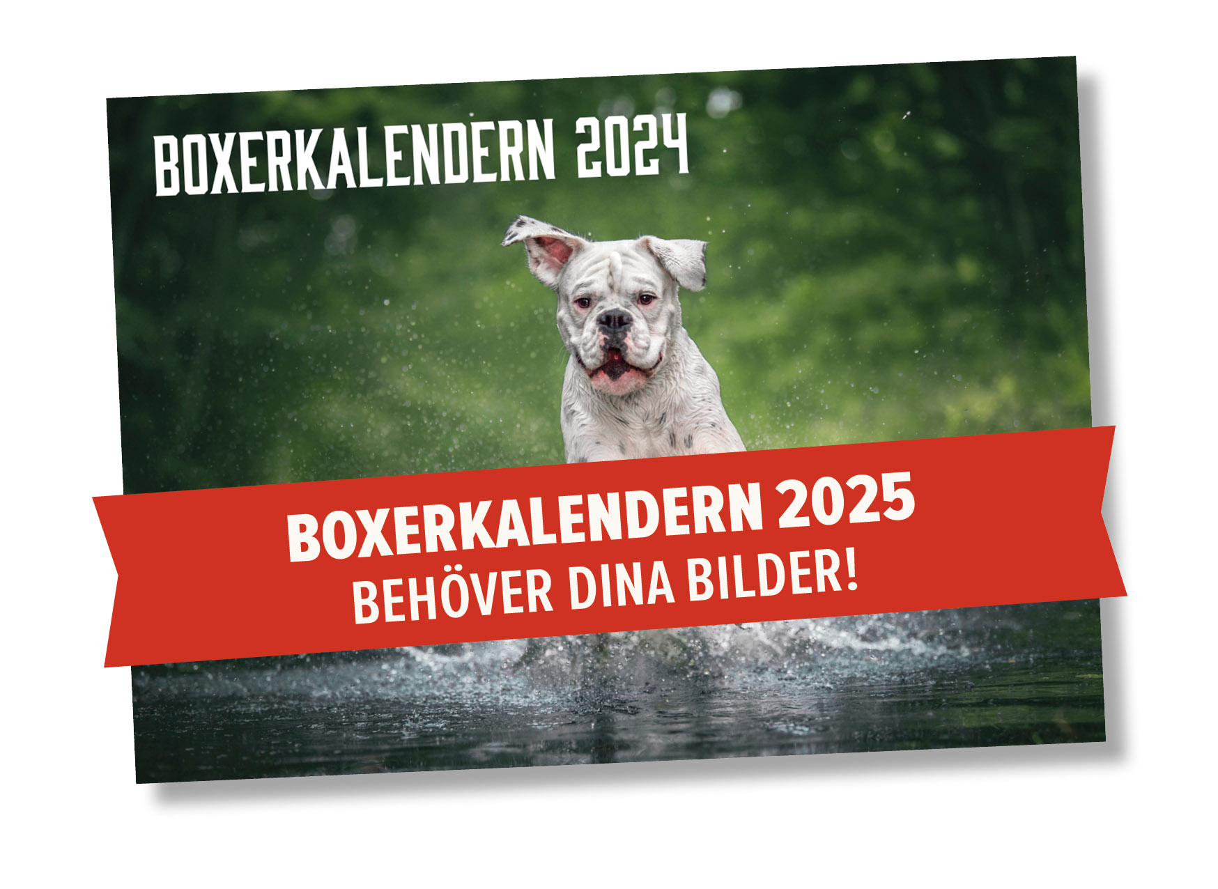 boxerkalenderPuffBild2023Modul