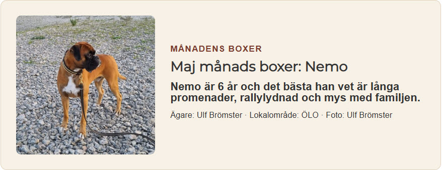 Månadens boxer: Nemo