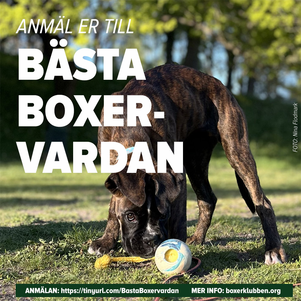 bastaBoxervardan