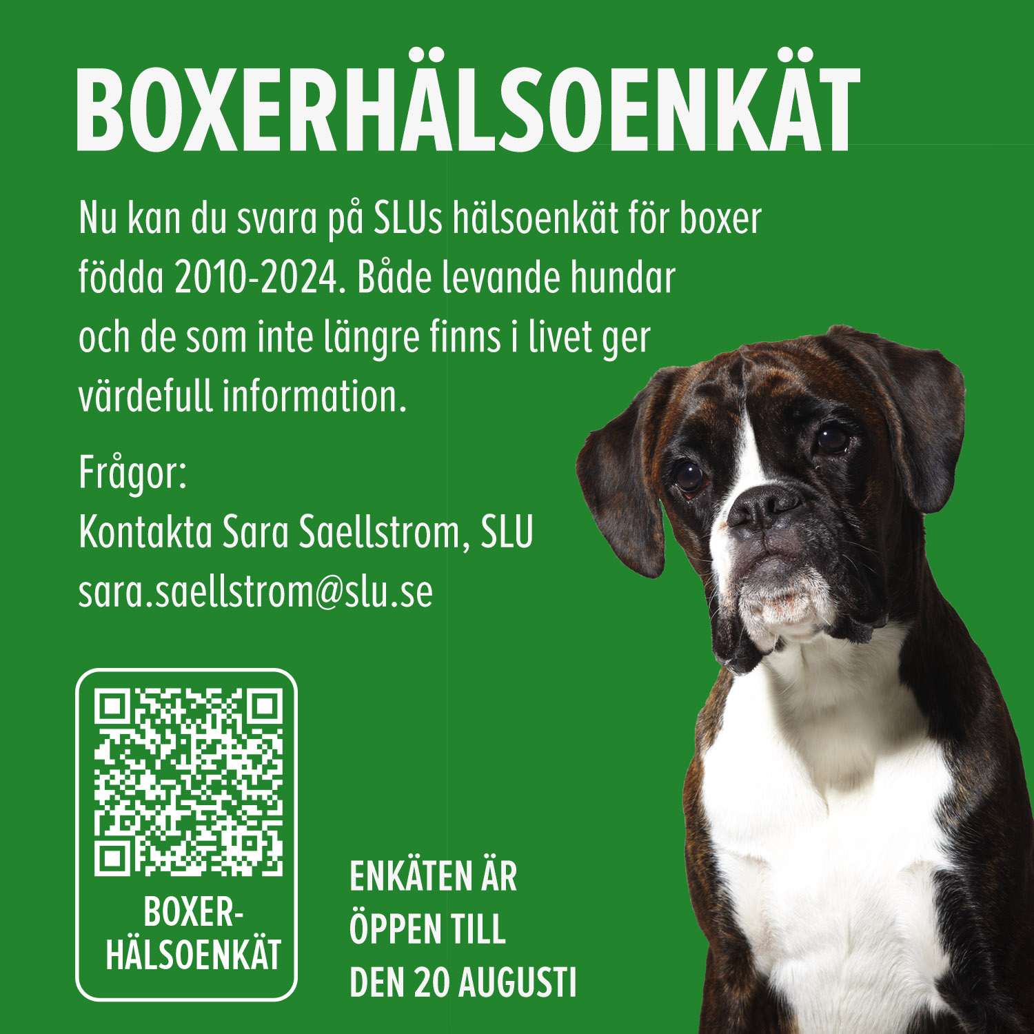 boxerhalsoenkatAnnons